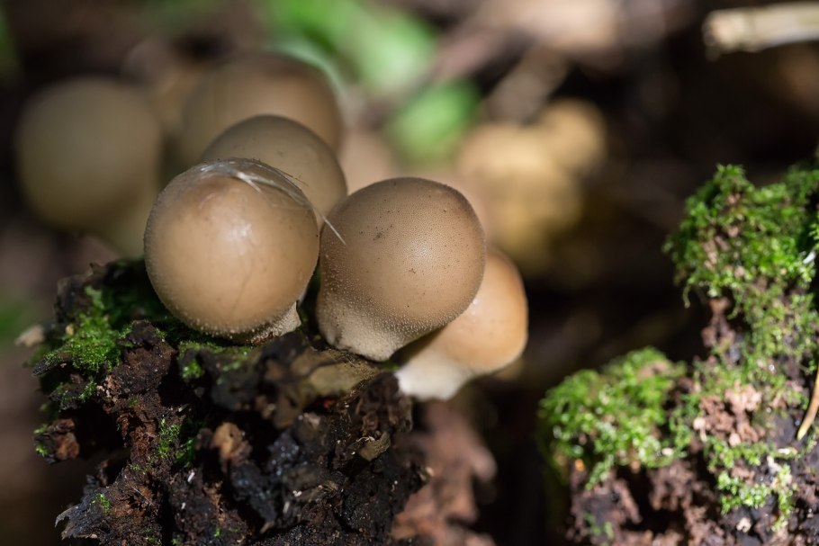 Канадский Боровик гриб