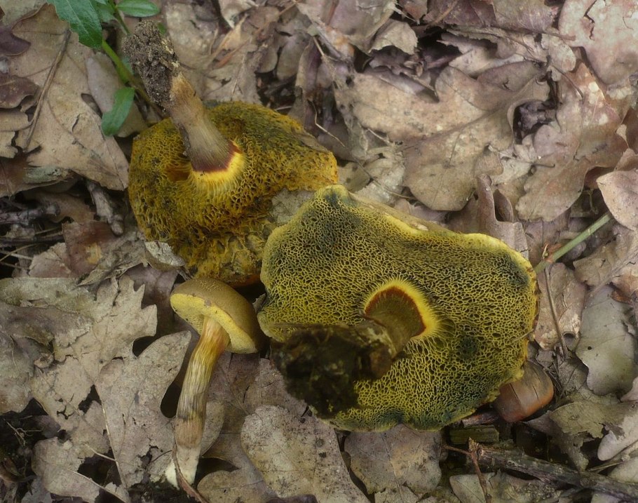 Xerocomellus porosporus