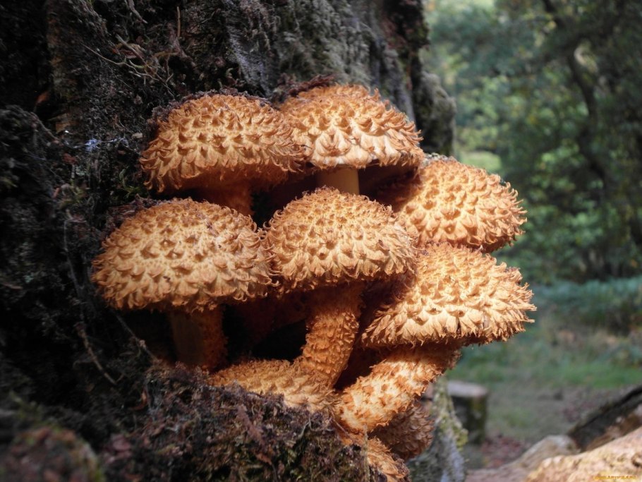 Pholiota squarrosa