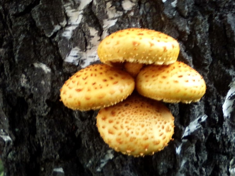 Гриб чешуйчатка обыкновенная Pholiota squarrosa