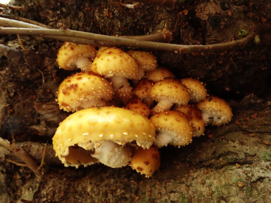 Чешуйчатка золотистая съедобная