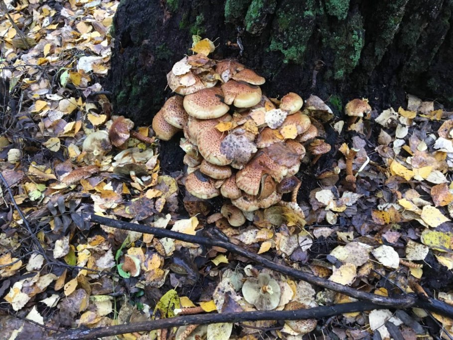 Королевские опята переростки