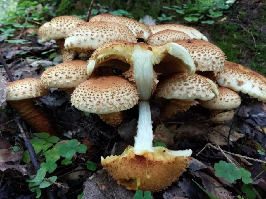 Pholiota squarrosa