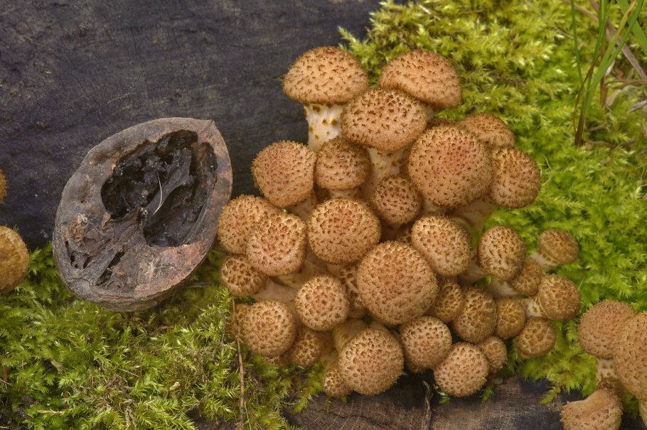 Чешуйчатка золотистая (Pholiota aurivella)