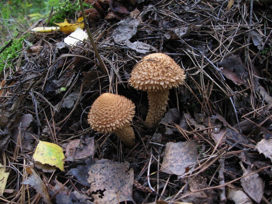 Королевские опята чешуйчатка золотистая