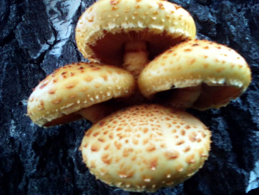 Чешуйчатка древесинная гриб