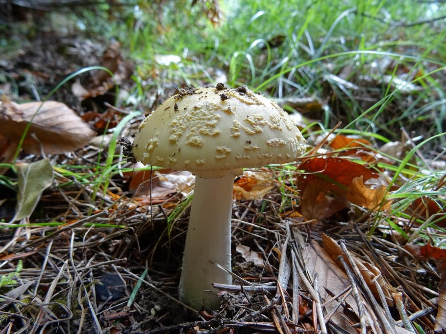 Мухомор колючеголовый