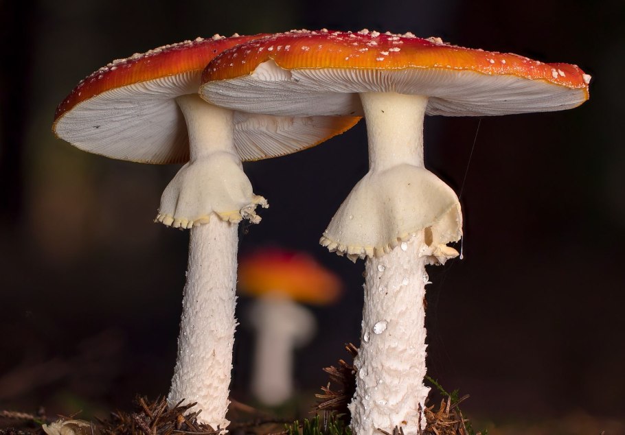 Бледная поганка мухомор трутовик