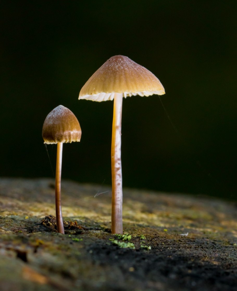 Бледная поганка