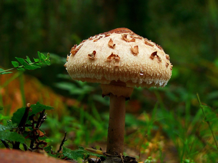 Бледная поганка Amanita phalloides