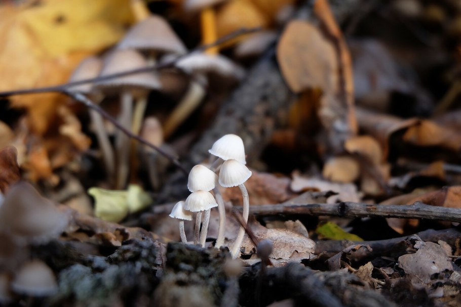 Грин поганка красная