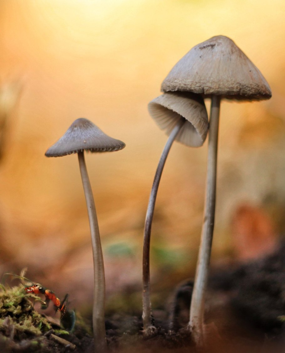 Бледная поганка Крымская