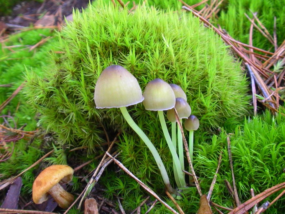 Мухомор и бледная поганка