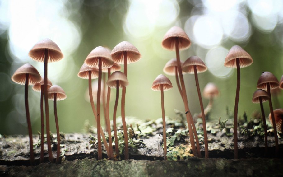 Полевые поганки