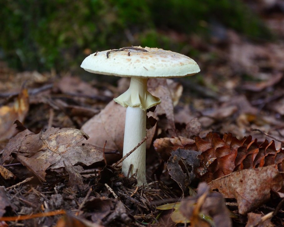 Маленькие грибы