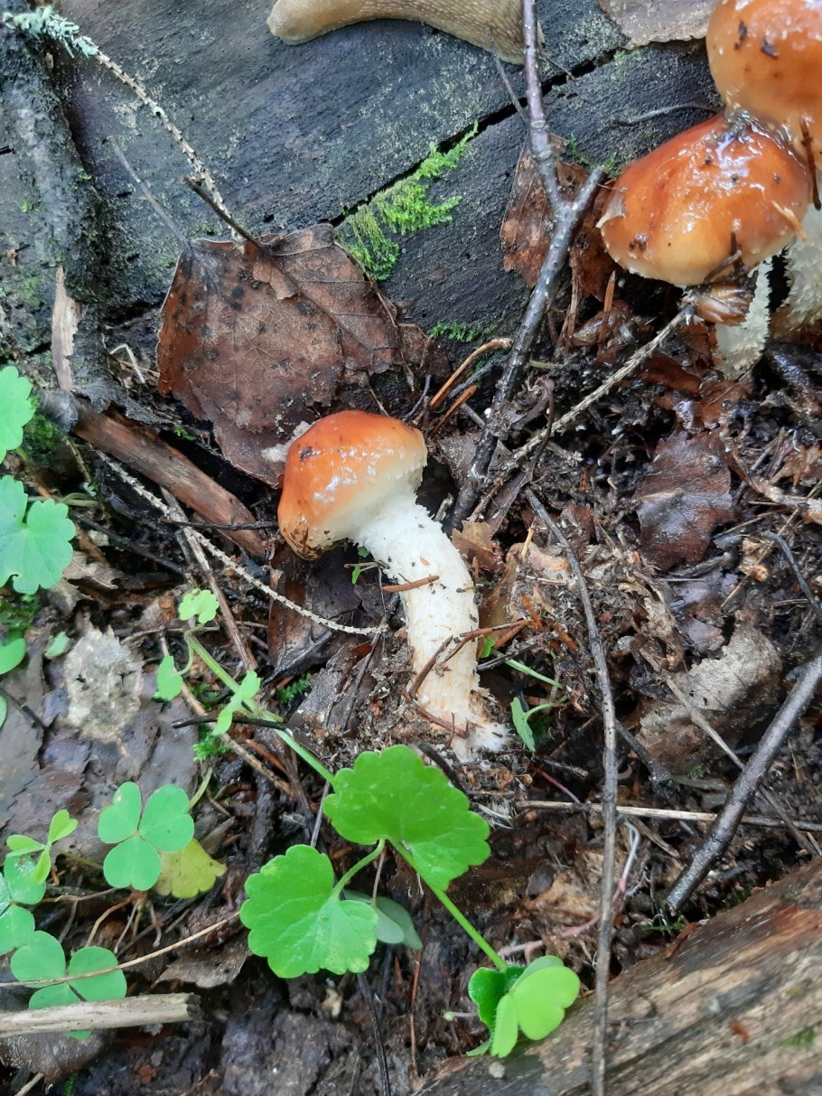 Гриб чешуйчатка слизистая шляпка