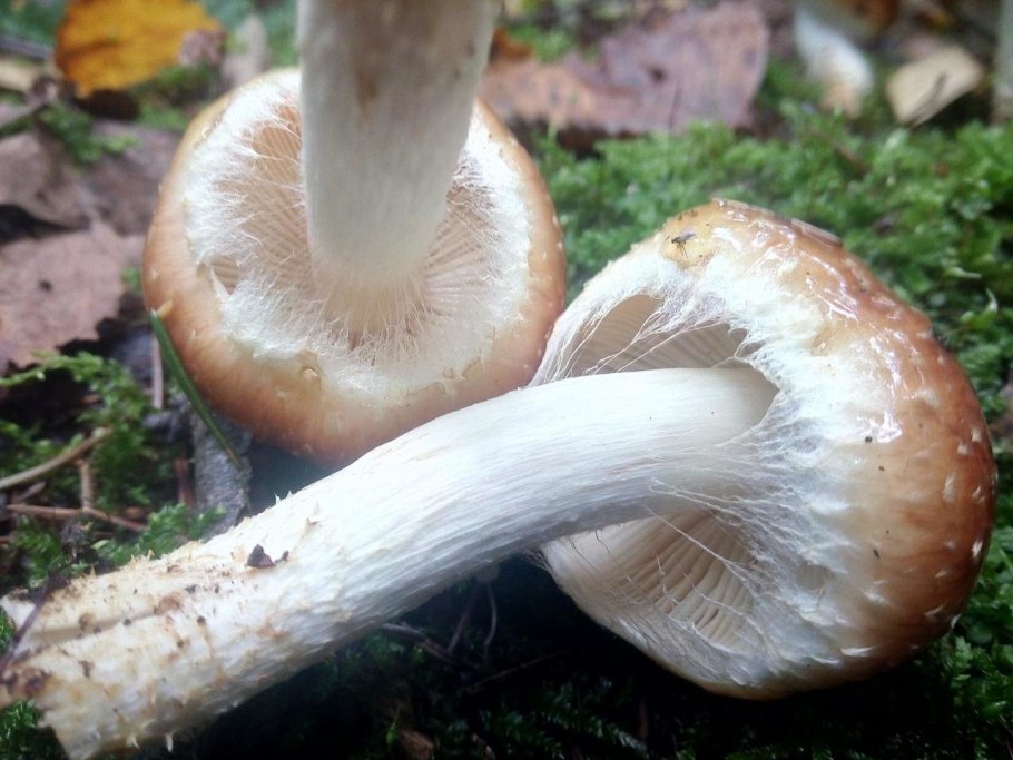 Чешуйчатка древесная