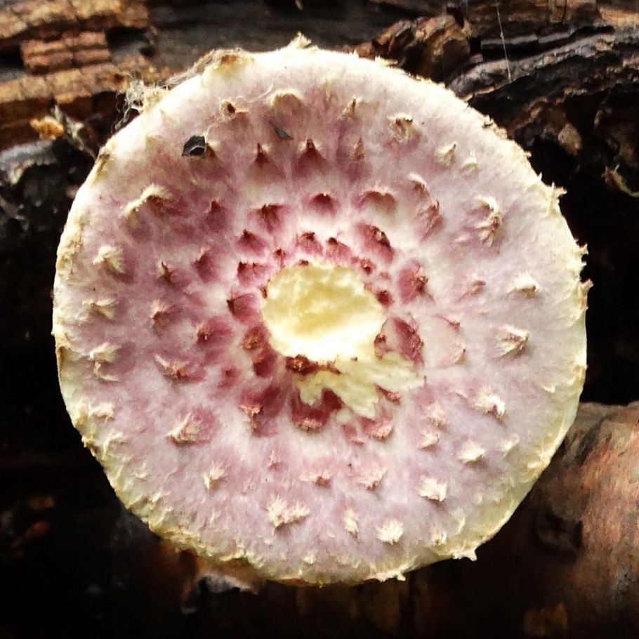 Чешуйчатка многоцветная