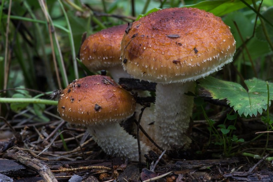 Чешуйчатка слизистая Pholiota lubrica