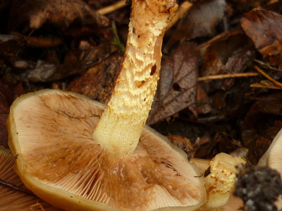 Чешуйчатка Тополёвая Hemipholiota populnea