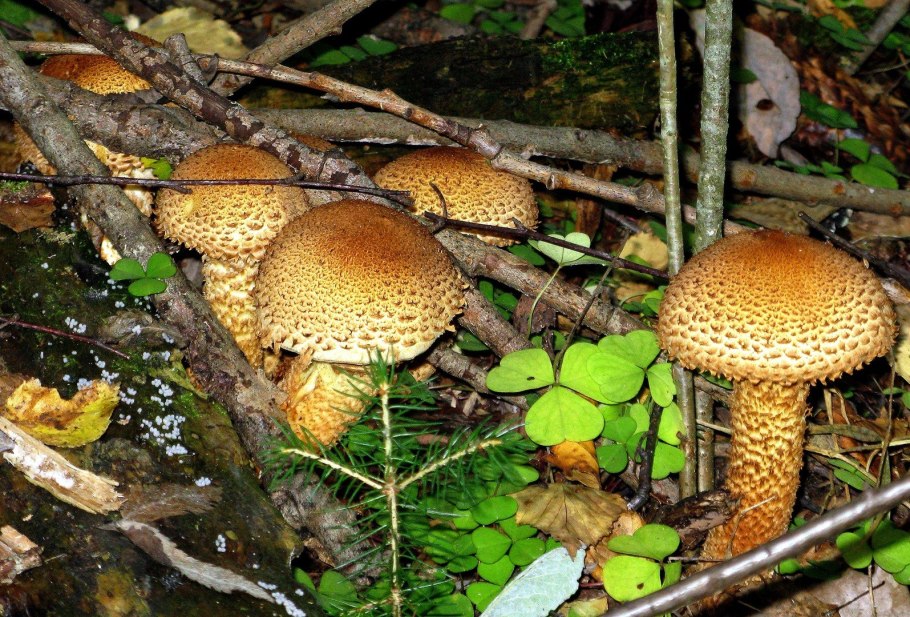 Гриб чешуйчатка обыкновенная pholiota squarrosa