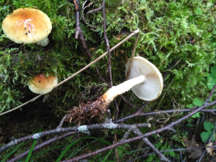 Гриб чешуйчатка слизистая