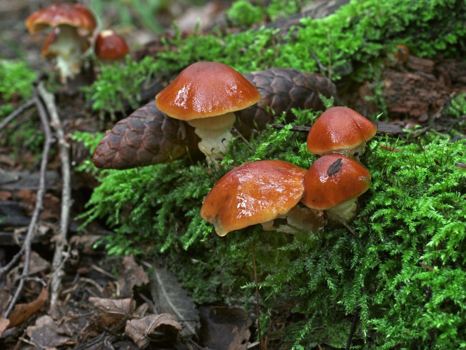 Грибы Чешуйчатки в октябре