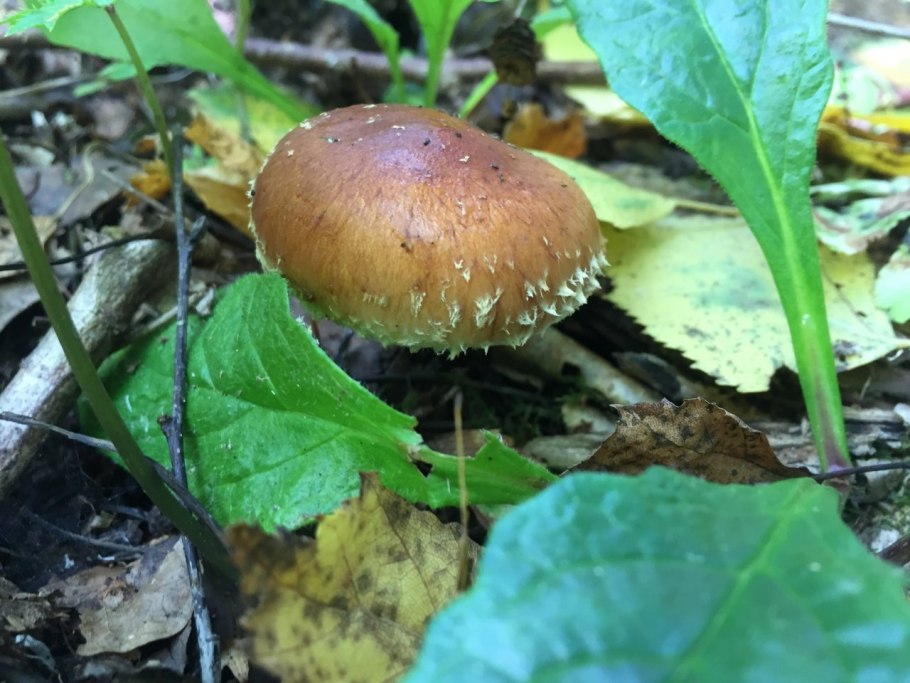 Грибы у которых споры созревают на пластинках под шляпкой