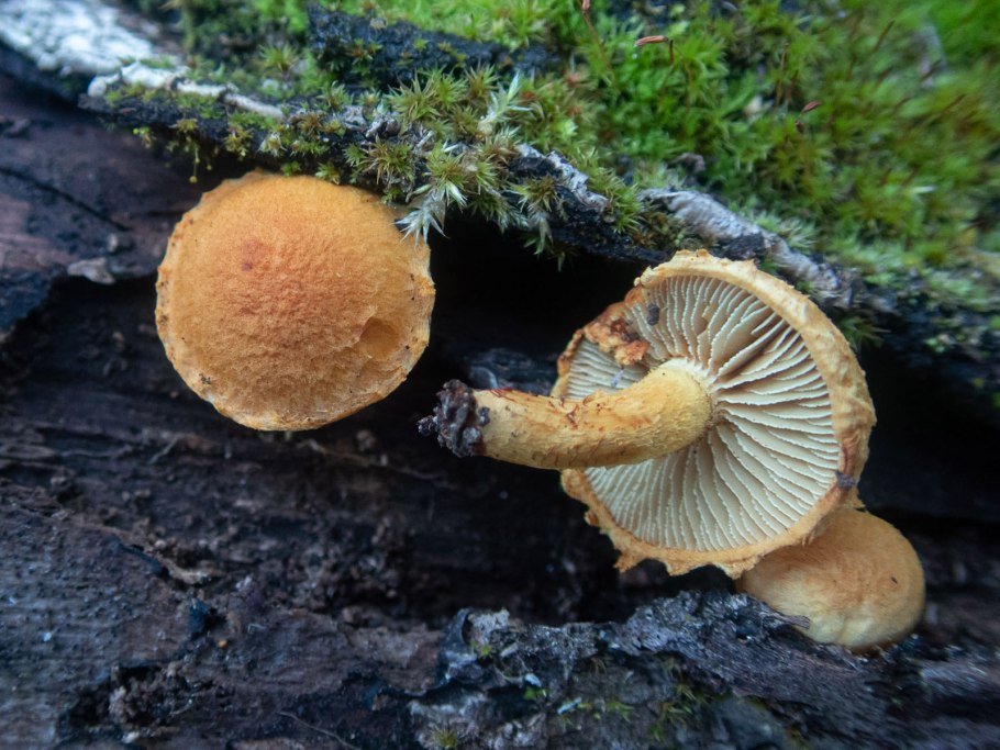 Не седобородый грибы в Севастополе