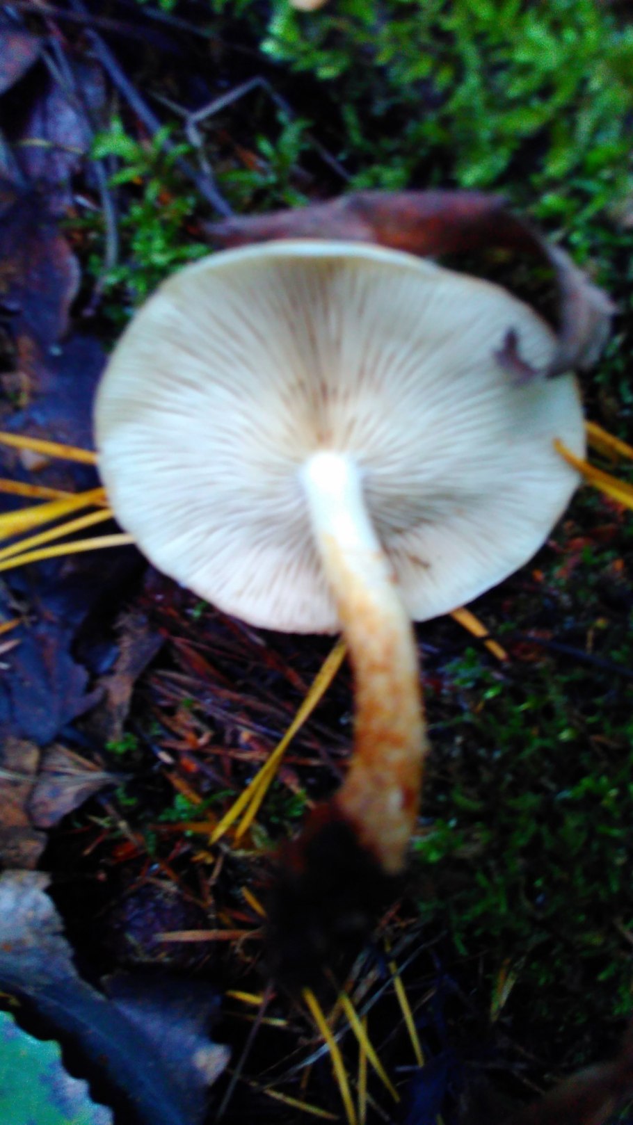 Rhodocollybia butyracea