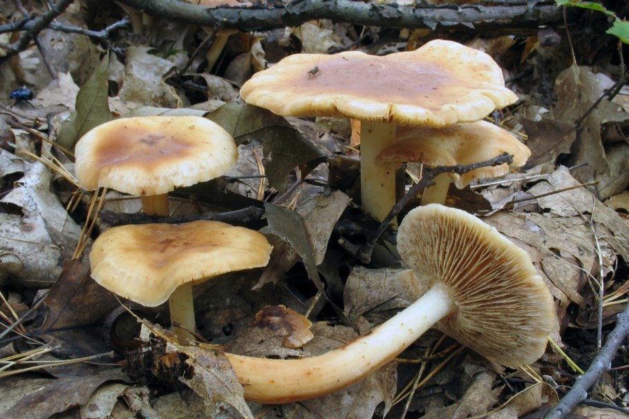 Грибы фолиота теплица