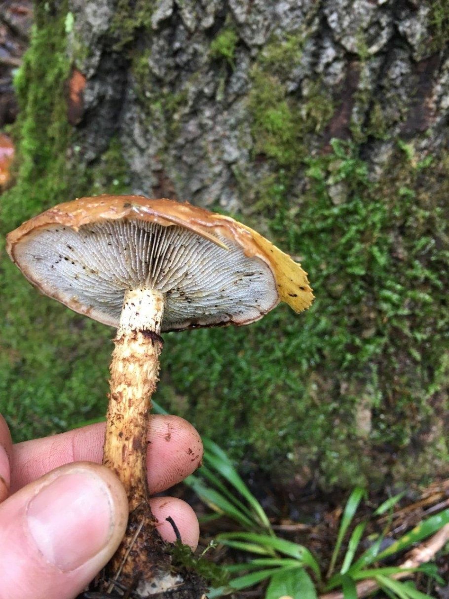 Гриб чешуйчатка слизистая шляпка