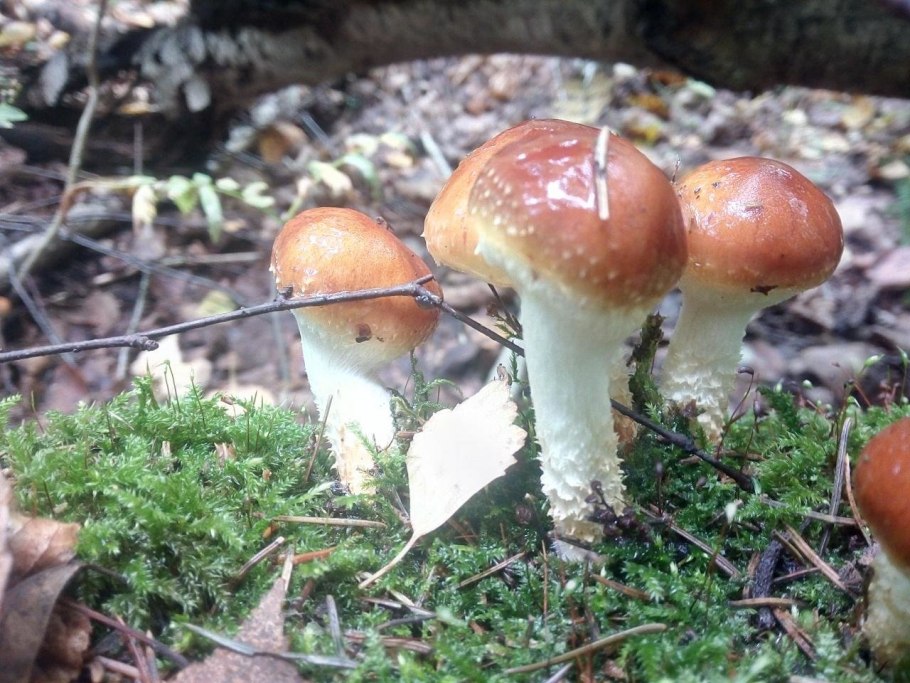 Гриб чешуйчатка слизистая шляпка