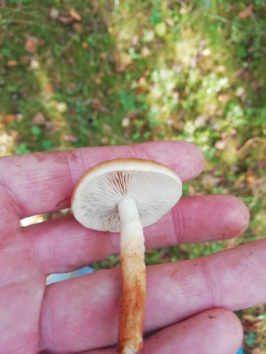 Гриб чешуйчатка слизистая шляпка