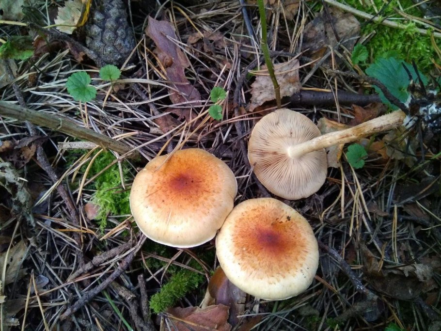 Королевские опята ложные