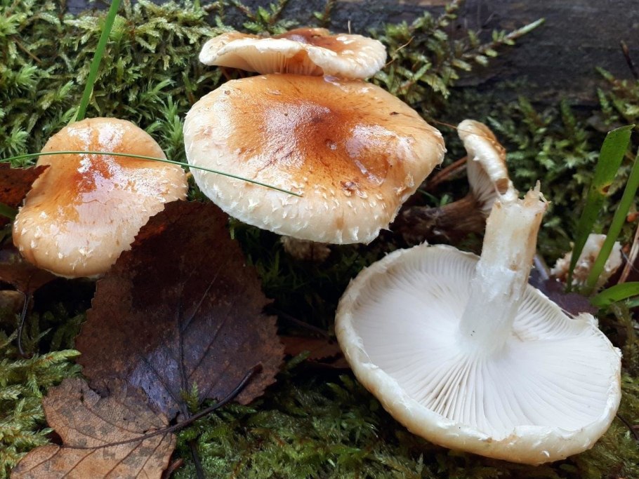 Чешуйчатка слизистая Pholiota lubrica