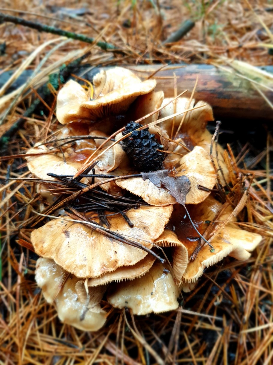 Желтый слизистый гриб