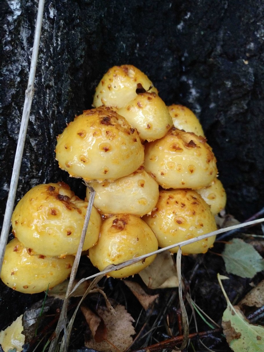 Чешуйчатка чешуйчатовидная