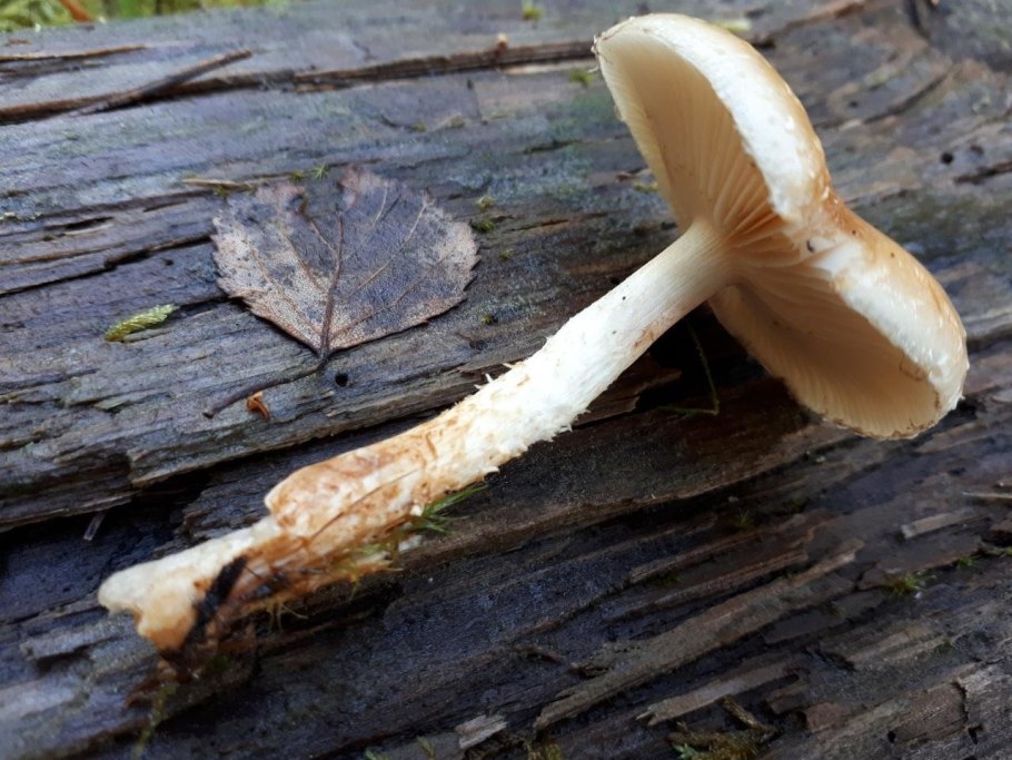 Flammulaster limulatus