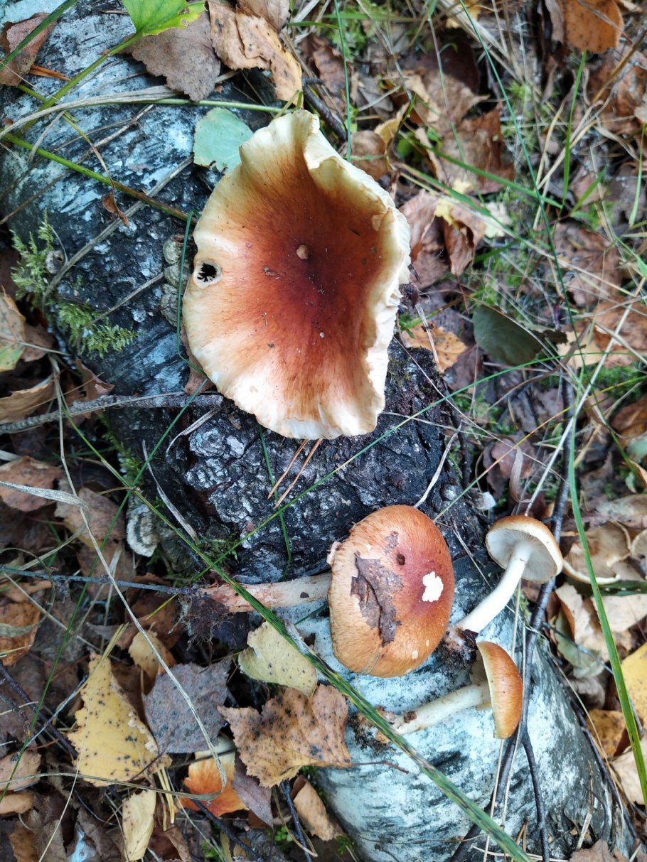 Чешуйчатка отклоняющаяся Hemipholiota heteroclita