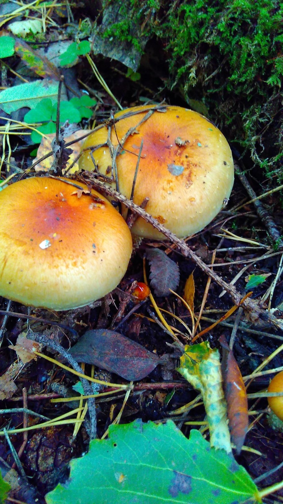 Гриб чешуйчатка слизистая шляпка