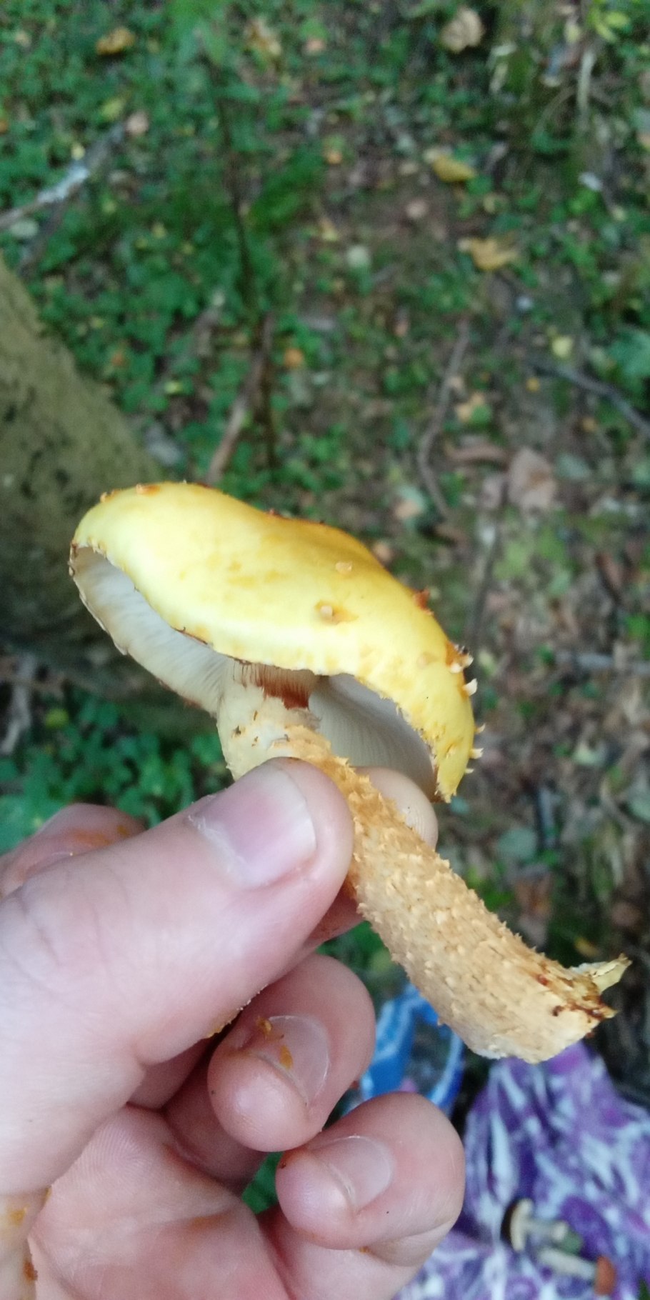 Гриб чешуйчатка клейкая