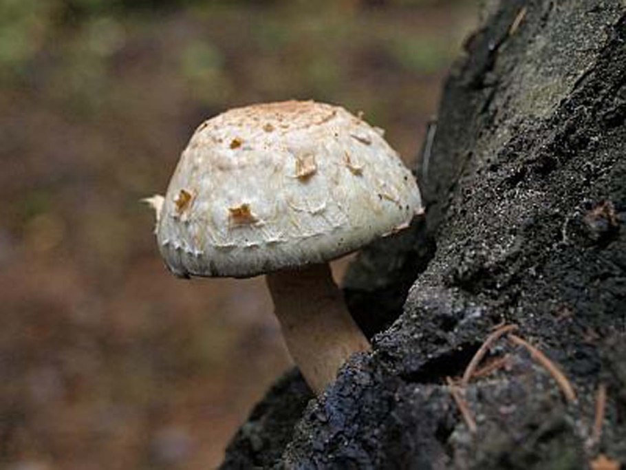 Гриб зонтик краснеющий