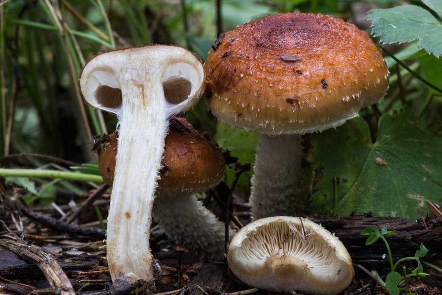 Чешуйчатка слизистая Pholiota lubrica