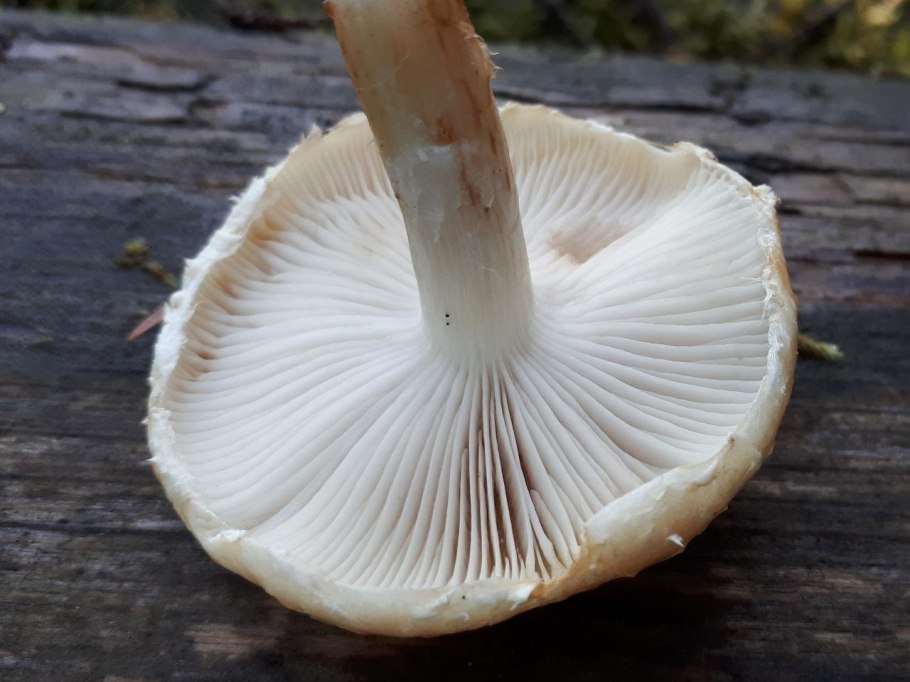 Чешуйчатка Боровая