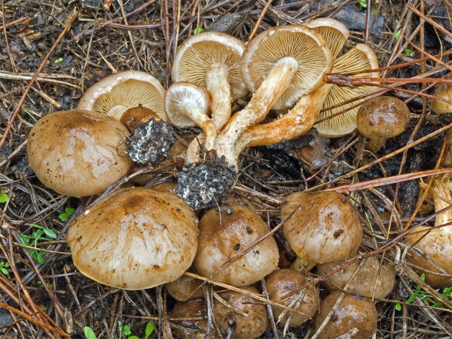 Чешуйчатка слизистая Pholiota lubrica
