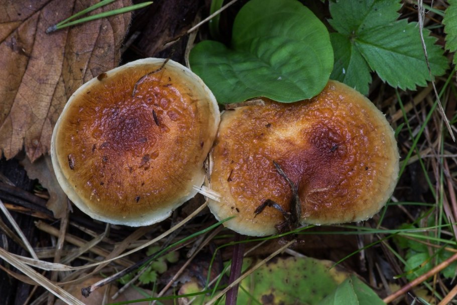 Чешуйчатка Гаревая гриб