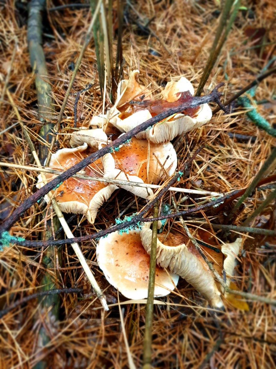 Гриб чешуйчатка слизистая