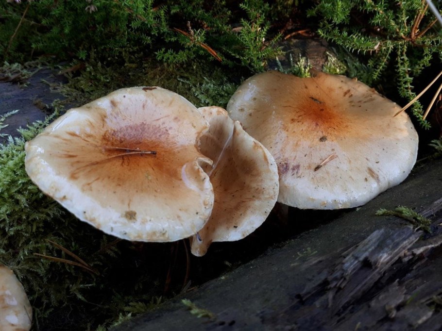 Гриб чешуйчатка слизистая