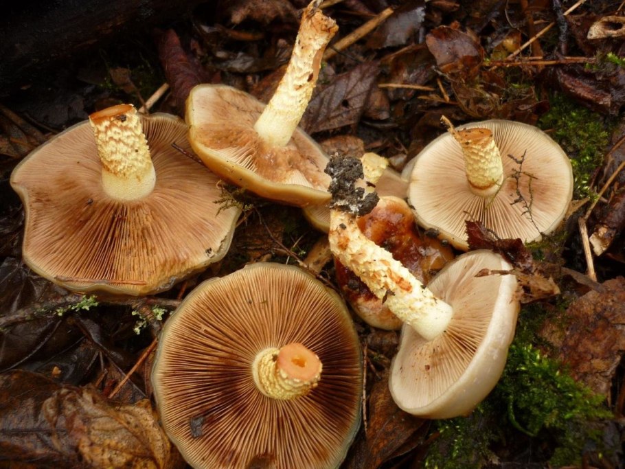 Чешуйчатка слизистая Pholiota lubrica